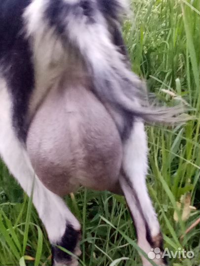 Козы, козёл, козлята