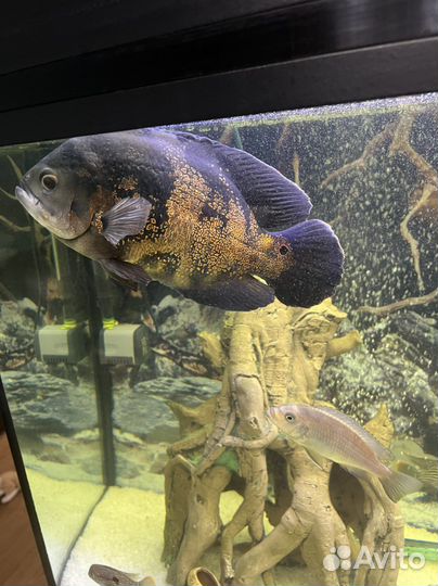 Астронотус