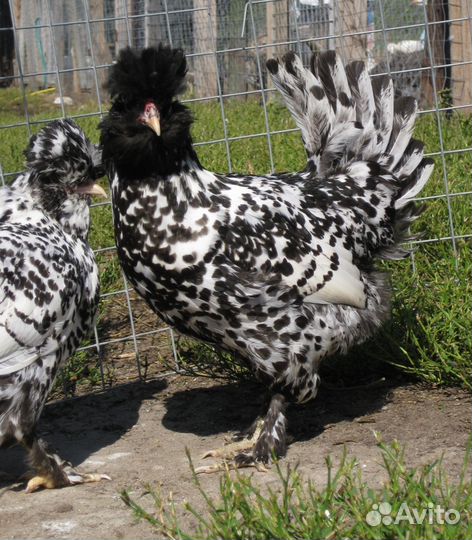 Цыплята Брамы и Павловских кур