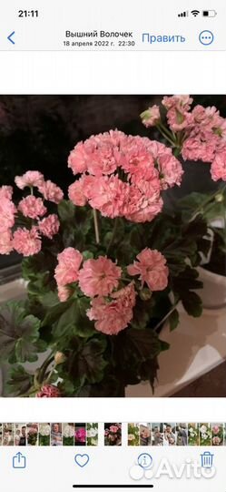 Пеларгонии сортовые