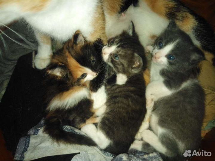 Котенок в дар бесплатно