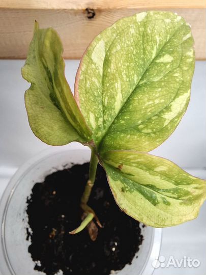 Комнатные растения и цветы ч. 2