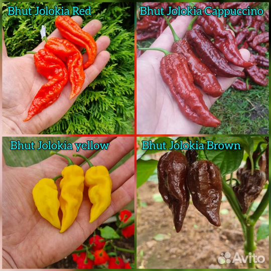 Семена сверхострого перца Carolina Reaper и другие