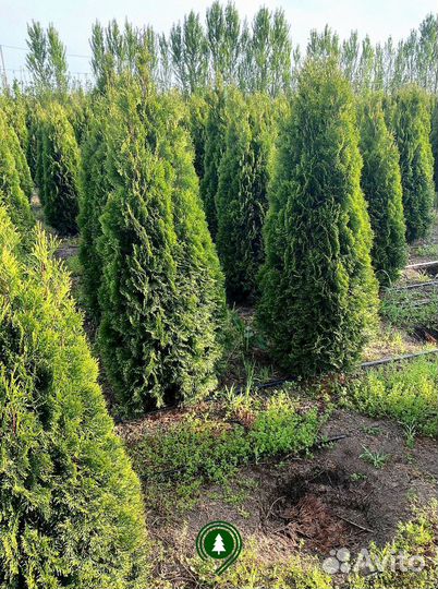 Туя смарагд на участок