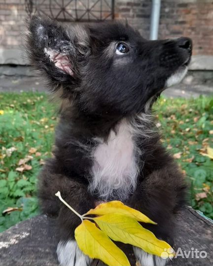 Собака в добрые руки щенок