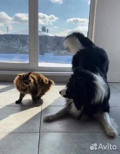 Бордер колли вязка