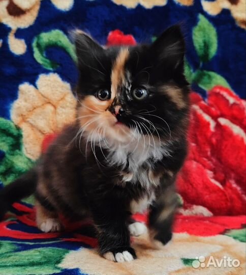 Котят в добрые руки