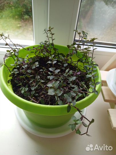 Традесканция зебрина