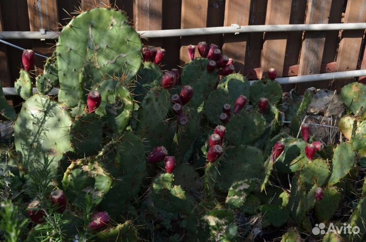Кактус опунция