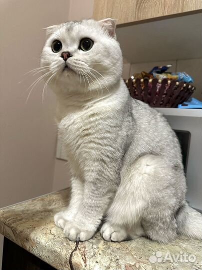 Шотландский вислоухий кот вязка