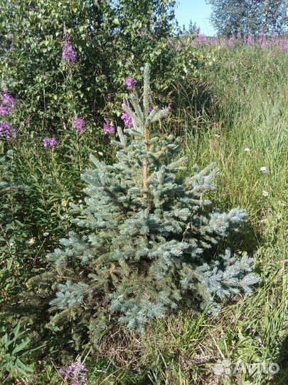 Ель голубая