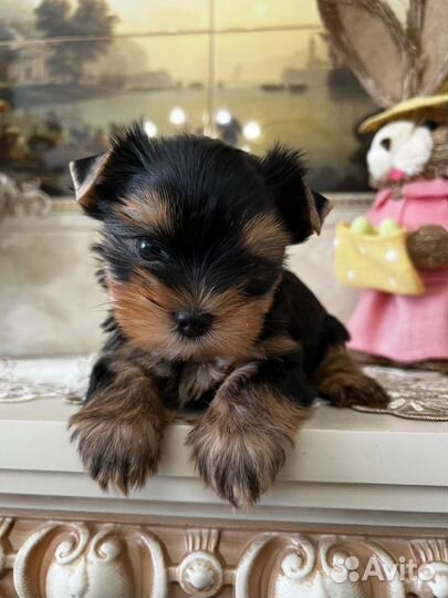 Йоркширский терьер мини мальчик