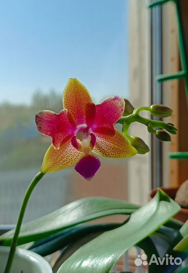 Орхидея фаленопсис Golden Sand пелорик-бабочка