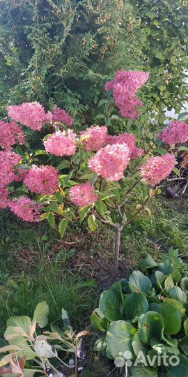 Гортензия на штамбе. Гортензии. Пионы