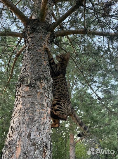 Бенгальская