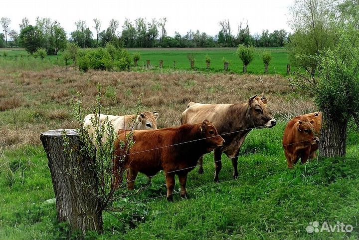 Электроизгороди для птиц