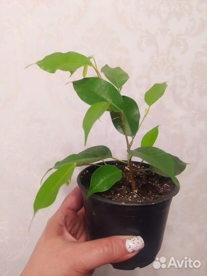 Фикус