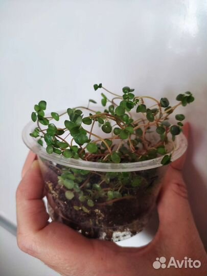 Солейролия и пилея