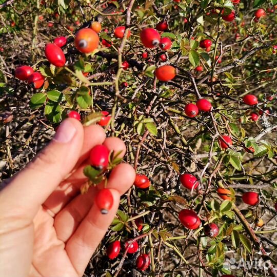 Лекарственные травы для чая, шиповник