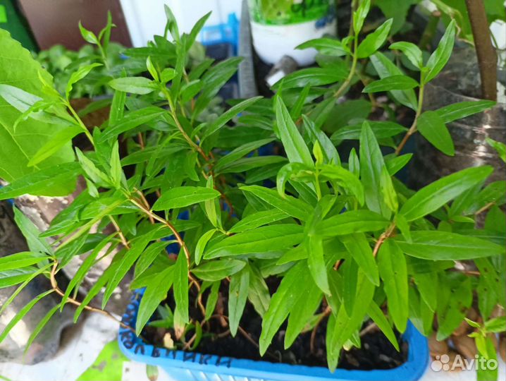 Гибискус,Инжир,Гранат,Гинкго Гортензия Бесконечное