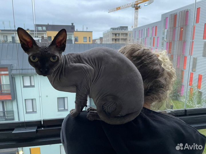 Канадский сфинкс