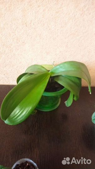 Орхидея фаленопсис