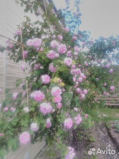 Роза плетистая