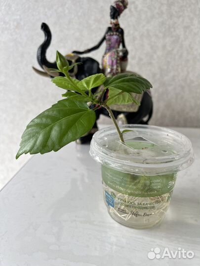 Китайская роза