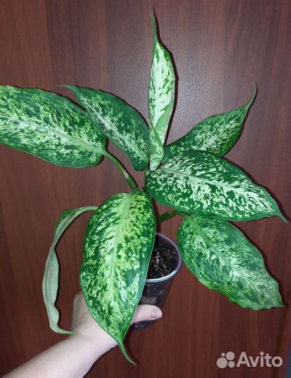 Диффенбахии