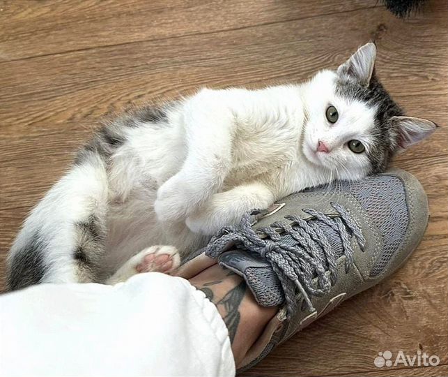 Котенок Плюшка (девочка)