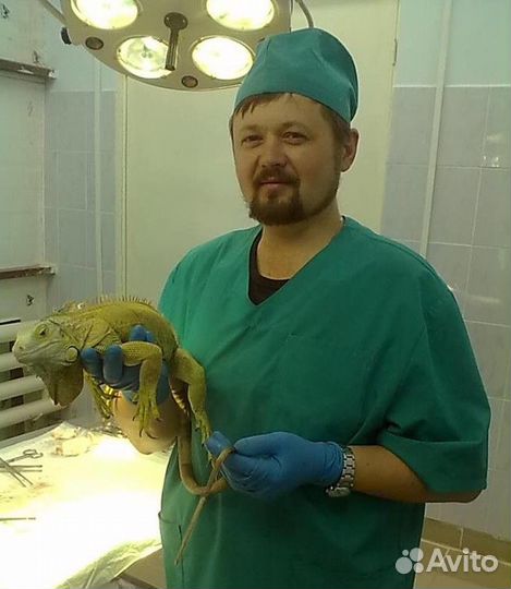 Ветеринарный врач орнитолог - экзотолог