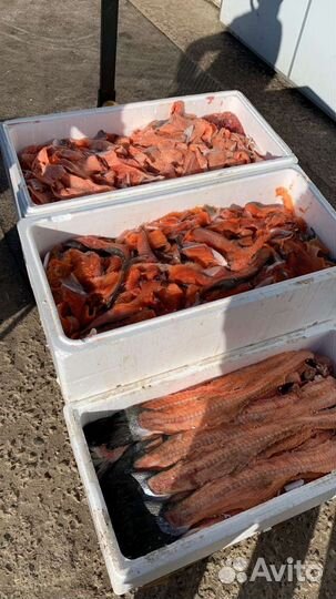 Обрезь форели морской