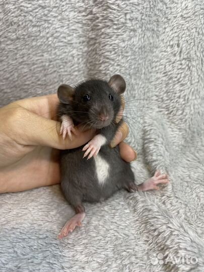 Крысята дамбо, шикарные детки