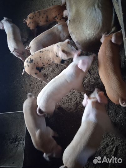 Поросенок кб+ Дюрок