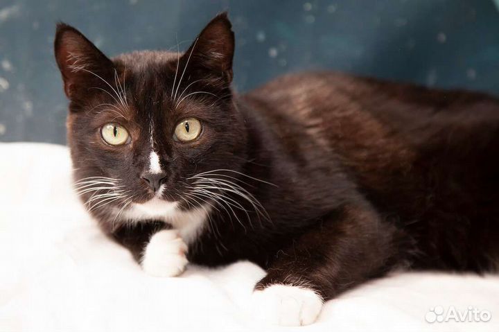 Барбарис ищет дом