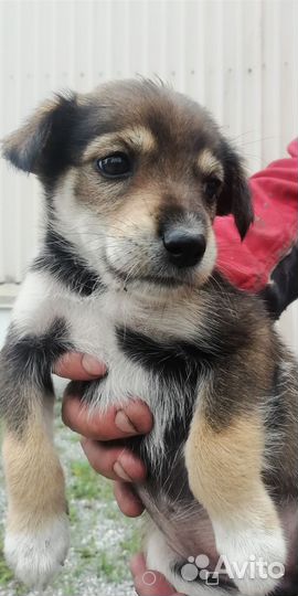 Маленькая собака в добрые руки