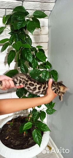 Бенгальские котята