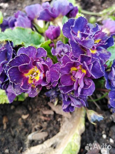 Примула махровая