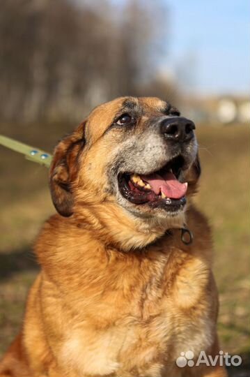 Мечтает стать домашним