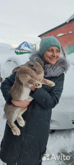 Кролики великаны