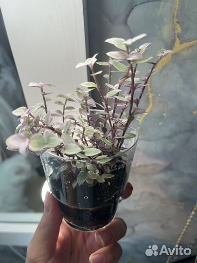 Традесканция розовая пантера