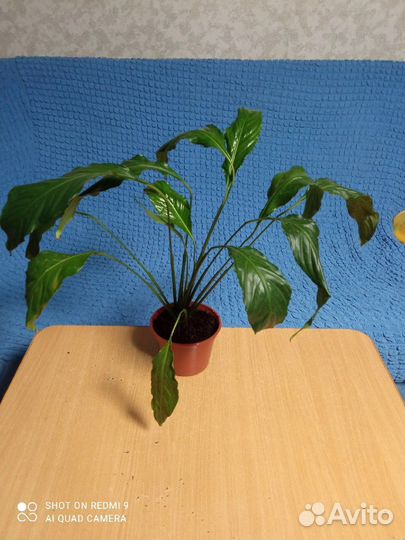 Спатифиллум