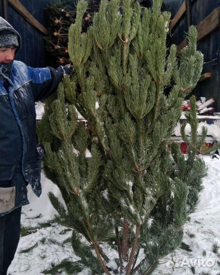 Сосна ель пихта