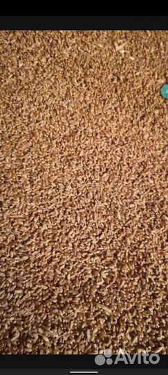 Пшеница, Эко + IN vitro