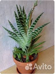 Алоэ тигровое декоративное