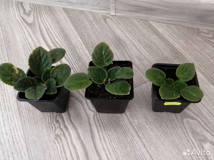 Фиалка Пт-Пурпурит детки