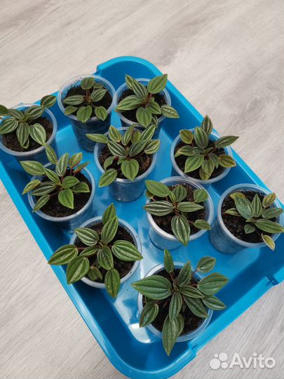 Пеперомия Россо (детки)