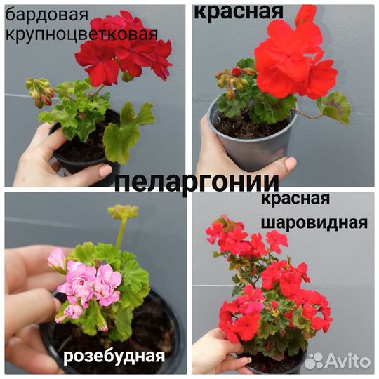 Комнатные цветы