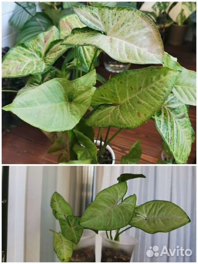 Комнатные растения