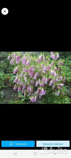 Колокольчик, хосты, хризантемы